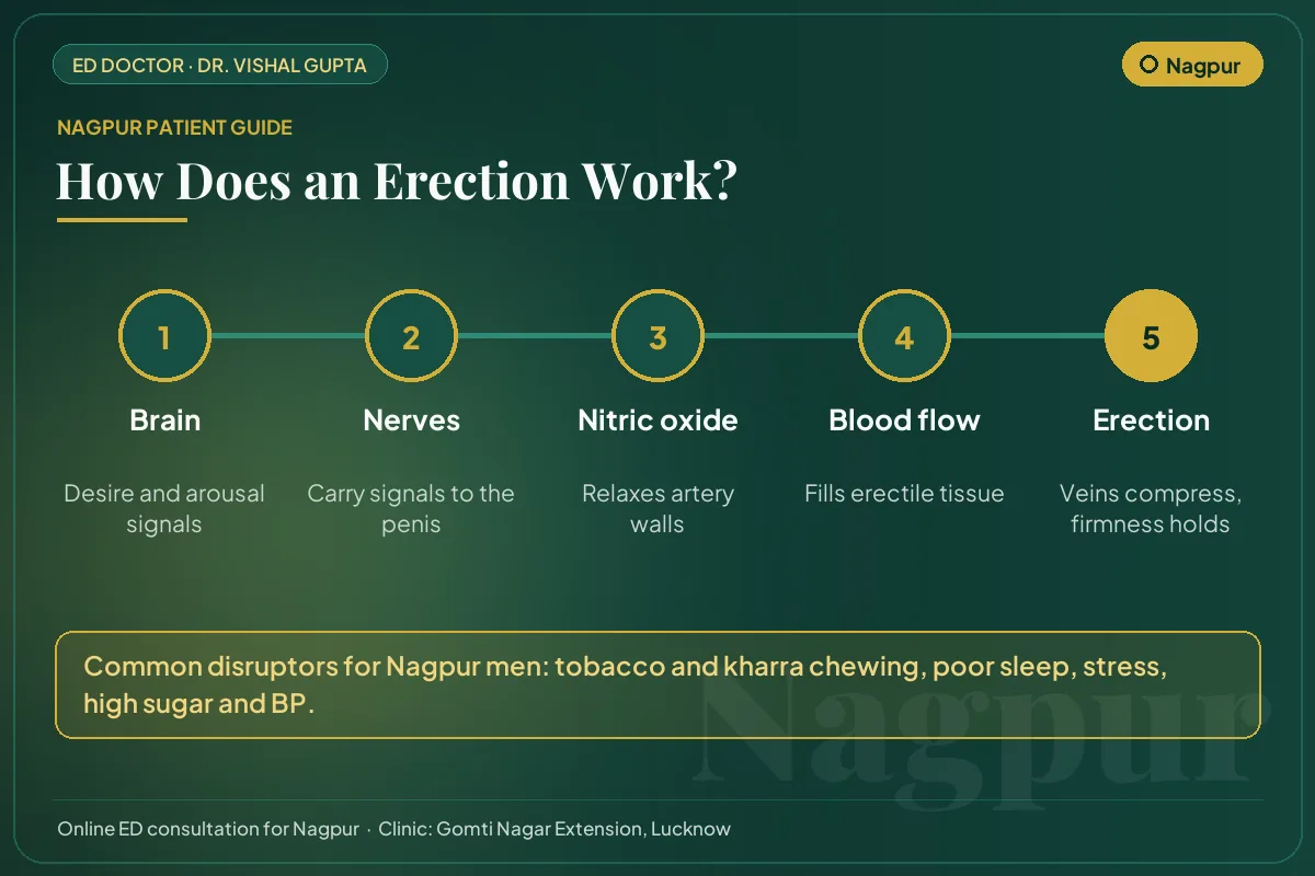 Diagram for Nagpur patients: how brain, nerves, nitric oxide and blood flow create an erection