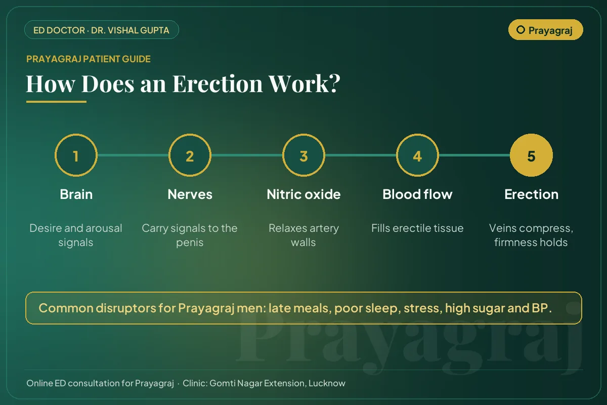 Diagram for Prayagraj patients: how brain, nerves, nitric oxide and blood flow create an erection